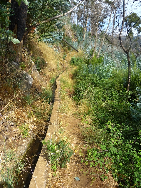 24.07.2014 Levada do Canico and Levada dos Tornos (south) — From the end to the small tunnel — photo 14