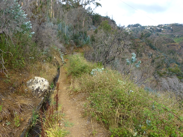 24.07.2014 Levada do Canico and Levada dos Tornos (south) — From the end to the small tunnel — photo 15