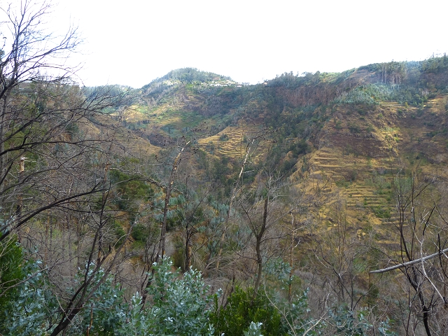 24.07.2014 Levada do Canico and Levada dos Tornos (south) — From the end to the small tunnel — photo 17