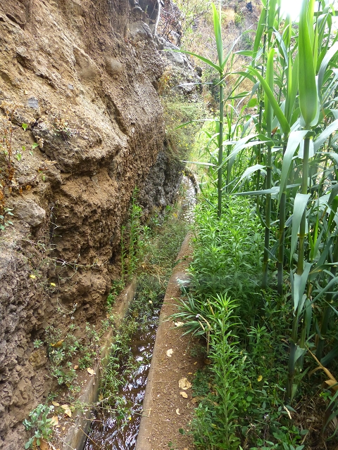 24.07.2014 Levada do Canico and Levada dos Tornos (south) — To the turn-off for Camacha — photo 1