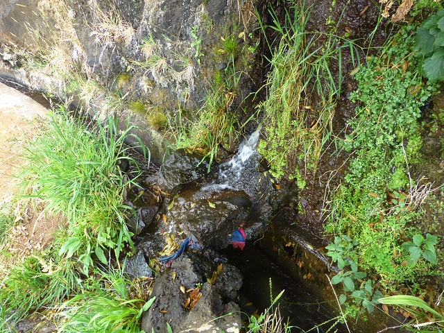24.07.2014 Levada do Canico and Levada dos Tornos (south) — To the turn-off for Camacha — photo 4