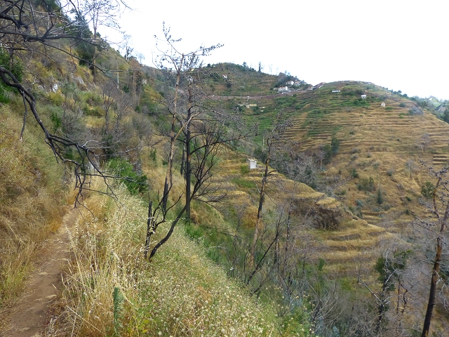 24.07.2014 Levada do Canico and Levada dos Tornos (south) — To the turn-off for Camacha — photo 7