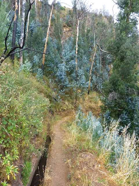 24.07.2014 Levada do Canico and Levada dos Tornos (south) — To the turn-off for Camacha — photo 8