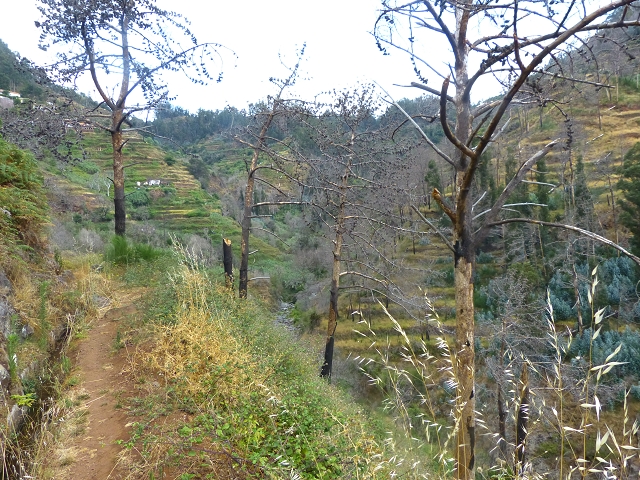 24.07.2014 Levada do Canico and Levada dos Tornos (south) — To the turn-off for Camacha — photo 20