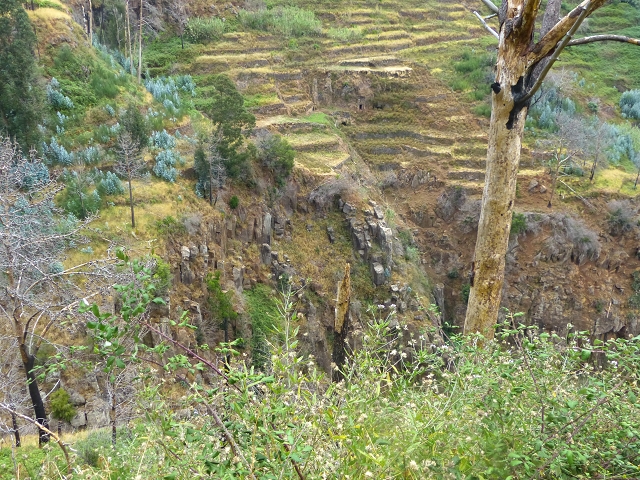 24.07.2014 Levada do Canico and Levada dos Tornos (south) — To the turn-off for Camacha — photo 21