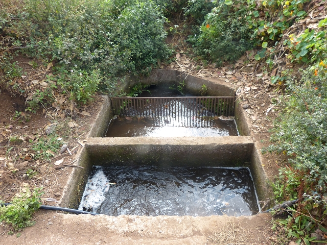 24.07.2014 Levada do Canico and Levada dos Tornos (south) — From the end to the small tunnel — photo 5