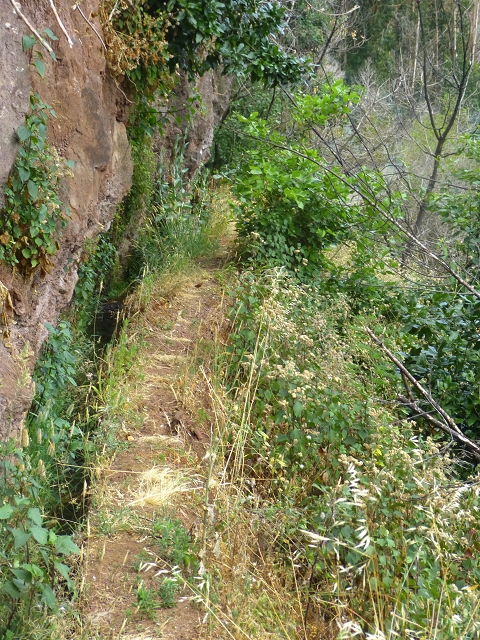 24.07.2014 Levada do Canico and Levada dos Tornos (south) — To the waterfall — photo 3