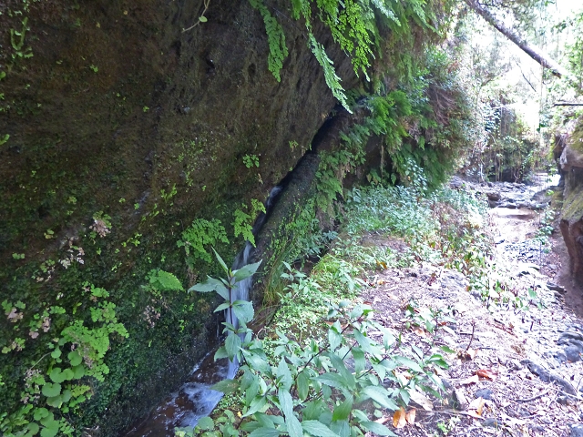 24.07.2014 Levada do Canico and Levada dos Tornos (south) — To the Madre — photo 7