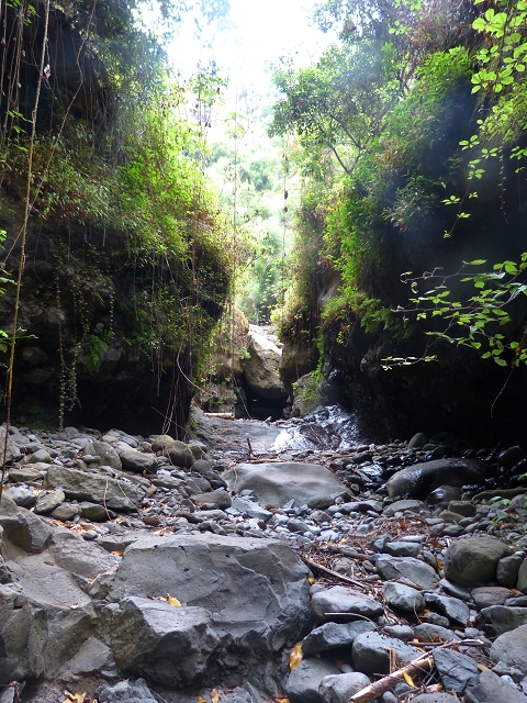 24.07.2014 Levada do Canico and Levada dos Tornos (south) — To the Madre — photo 10