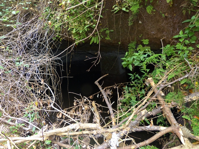 24.07.2014 Levada do Canico and Levada dos Tornos (south) — To the Madre — photo 17
