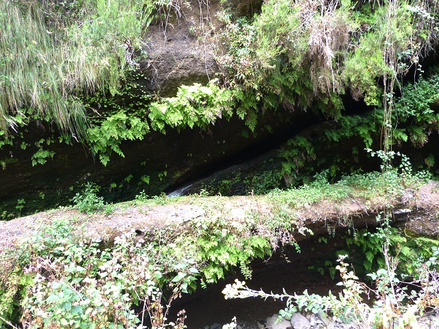 24.07.2014 Levada do Canico and Levada dos Tornos (south) — To the Madre — photo 19