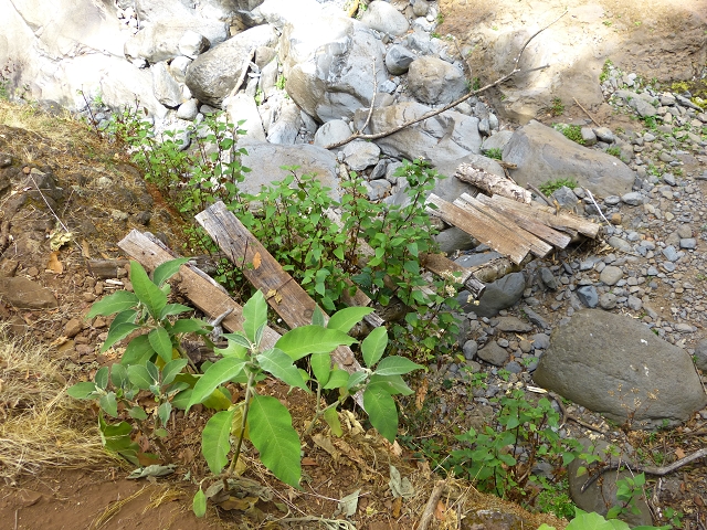 24.07.2014 Levada do Canico and Levada dos Tornos (south) — To the Madre — photo 23