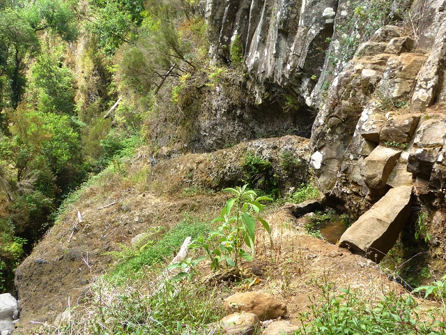 24.07.2014 Levada do Canico and Levada dos Tornos (south) — To the Madre — photo 26