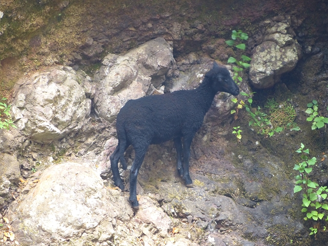24.07.2014 Levada do Canico and Levada dos Tornos (south) — Back and ascent to the Levada dos Tornos — photo 3