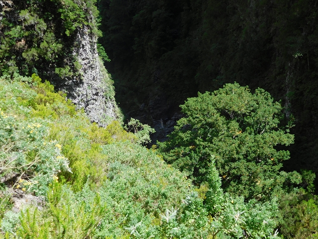 24.07.2015 Balcoes Levada do Juncal Levada Nova do Juncal — Auf der Levada Nova do Juncal — Foto 11
