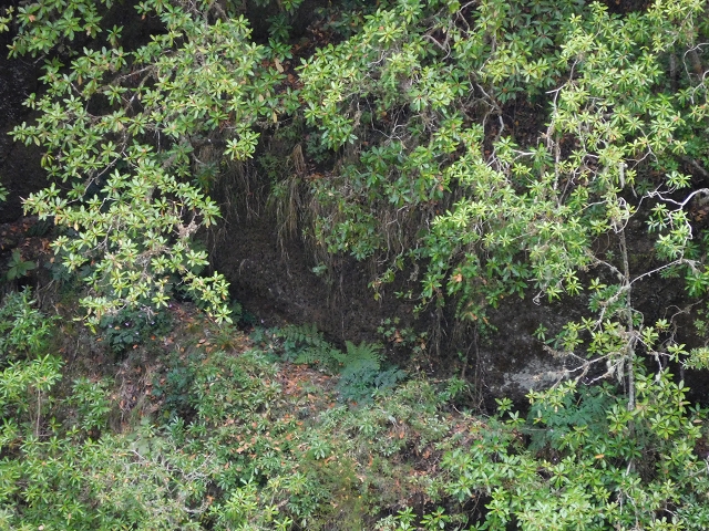 24.07.2015 Balcoes Levada do Juncal Levada Nova do Juncal — Die alte Madre der Levada dos Accionistas — Foto 3