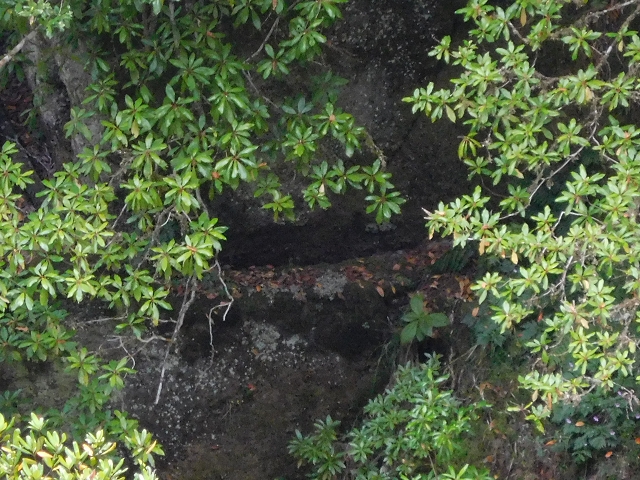 24.07.2015 Balcoes Levada do Juncal Levada Nova do Juncal — Die alte Madre der Levada dos Accionistas — Foto 4