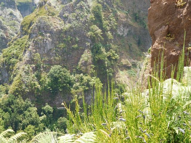 24.07.2015 Balcoes Levada do Juncal Levada Nova do Juncal — Der Viewpoint — Foto 2