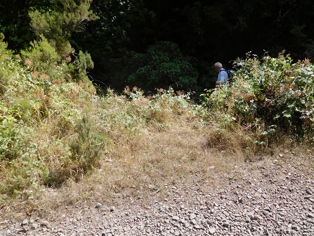 24.07.2015 Balcoes Levada do Juncal Levada Nova do Juncal — Auf der Schotterpiste und Aufstieg zur Levada do Juncal — Foto 4