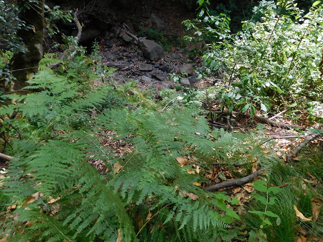 24.07.2015 Balcoes Levada do Juncal Levada Nova do Juncal — Auf der Schotterpiste und Aufstieg zur Levada do Juncal — Foto 5