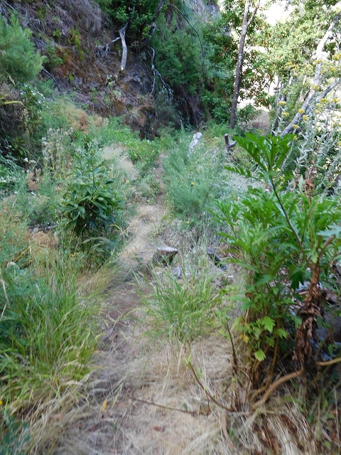 24.07.2015 Balcoes Levada do Juncal Levada Nova do Juncal — Ribeiro Frio zur Levada do Juncal und zum ersten Erdrutsch — Foto 2