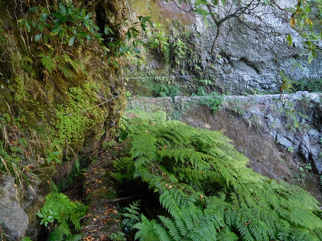 24.07.2015 Balcoes Levada do Juncal Levada Nova do Juncal — Weiter zur aktuellen Madre — Foto 3