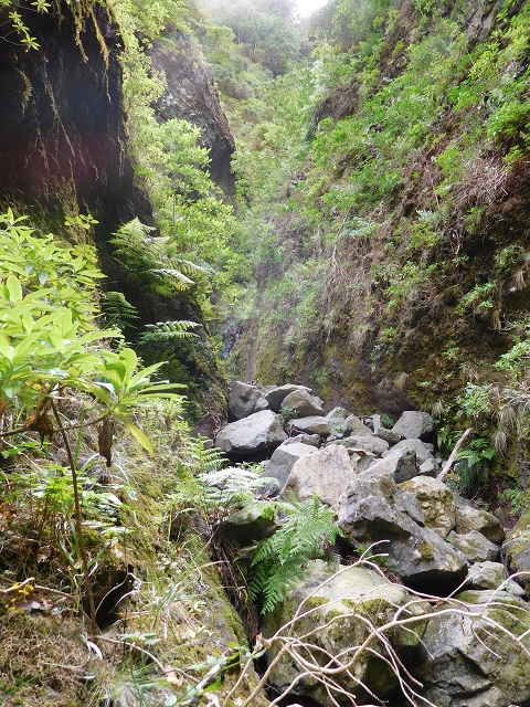 24.07.2015 Balcoes Levada do Juncal Levada Nova do Juncal — Weiter zur aktuellen Madre — Foto 20