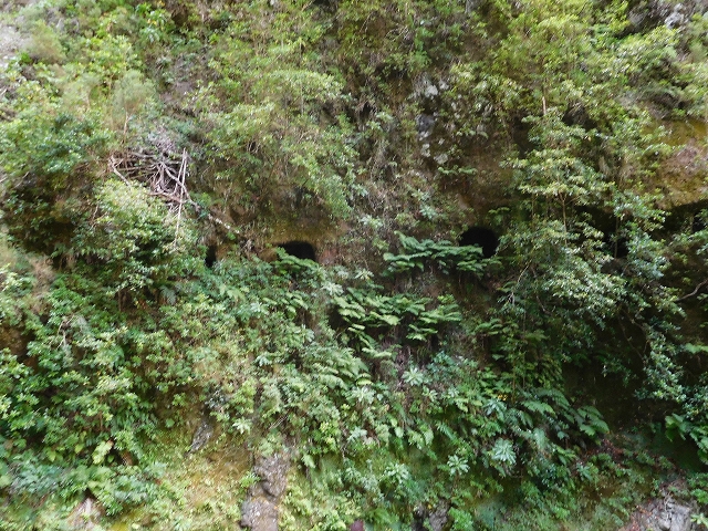 24.07.2015 Balcoes Levada do Juncal Levada Nova do Juncal — Weiter zur aktuellen Madre — Foto 26