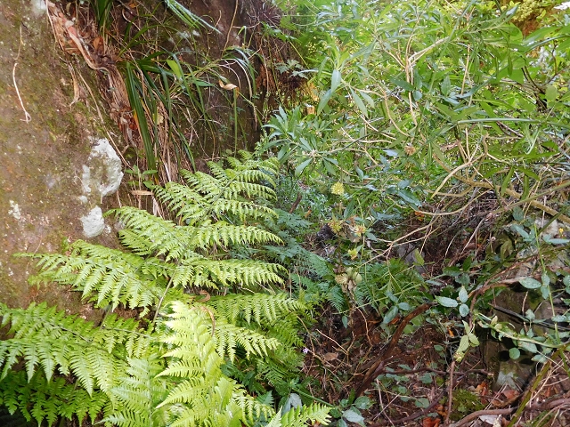 24.07.2015 Balcoes Levada do Juncal Levada Nova do Juncal — Abstecher zu den Galerietunnels der Levada dos Accionistas — Foto 5