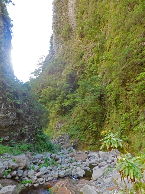 24.07.2015 Balcoes Levada do Juncal Levada Nova do Juncal — Im Bachbett des Seitenastes der Ribeira do Juncal bis zur Hinkelsteinmadre der Levada Nova do Juncal — Foto 8