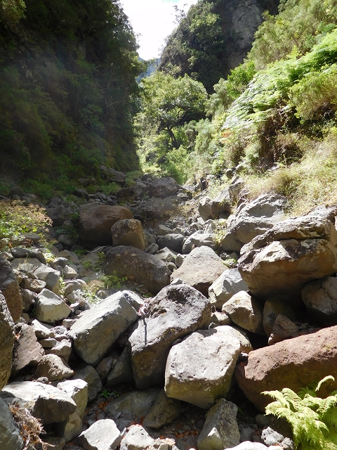 24.07.2015 Balcoes Levada do Juncal Levada Nova do Juncal — Im Bachbett des Seitenastes der Ribeira do Juncal bis zur Hinkelsteinmadre der Levada Nova do Juncal — Foto 10