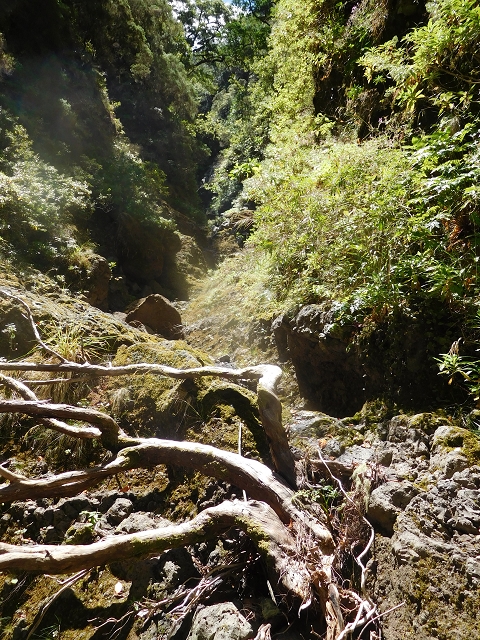24.07.2015 Balcoes Levada do Juncal Levada Nova do Juncal — Im Bachbett des Seitenastes der Ribeira do Juncal bis zur Hinkelsteinmadre der Levada Nova do Juncal — Foto 14