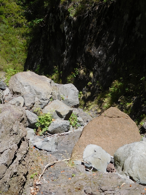 24.07.2015 Balcoes Levada do Juncal Levada Nova do Juncal — Im Bachbett des Seitenastes der Ribeira do Juncal bis zur Hinkelsteinmadre der Levada Nova do Juncal — Foto 16