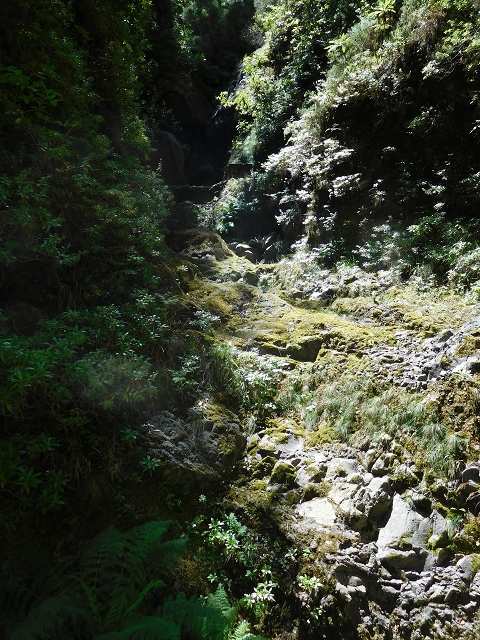 24.07.2015 Balcoes Levada do Juncal Levada Nova do Juncal — Im Bachbett des Seitenastes der Ribeira do Juncal bis zur Hinkelsteinmadre der Levada Nova do Juncal — Foto 18