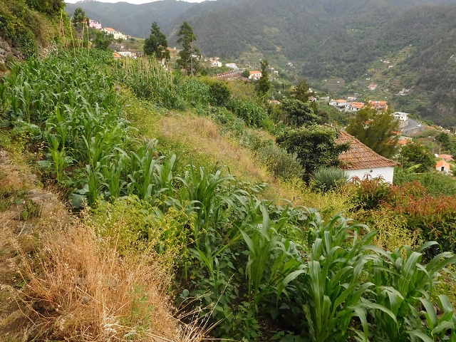 25.06.2016 Levada de Machico Teil 2 — Zurück zum Ausgangspunkt — Foto 13