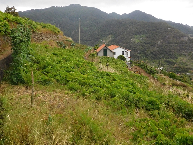 25.06.2016 Levada de Machico Teil 2 — Zurück zum Ausgangspunkt — Foto 15