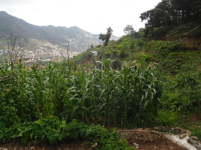 25.06.2016 Levada de Machico Teil 2 — Zurück zum Ausgangspunkt — Foto 19
