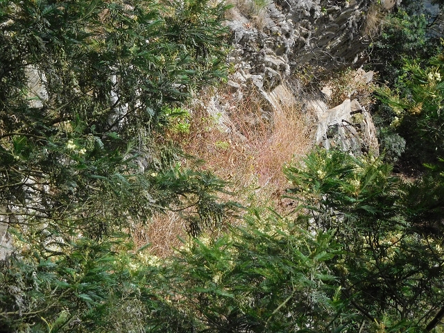 25.06.2016 Levada de Machico Teil 2 — Rohrpassage und defekte Wandpassage — Foto 12