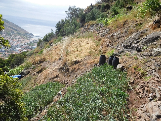 25.06.2016 Levada de Machico Teil 2 — Bis zum Ende des begehbaren Teils und zurück zum Umgehungsweg der Wandpassage — Foto 15
