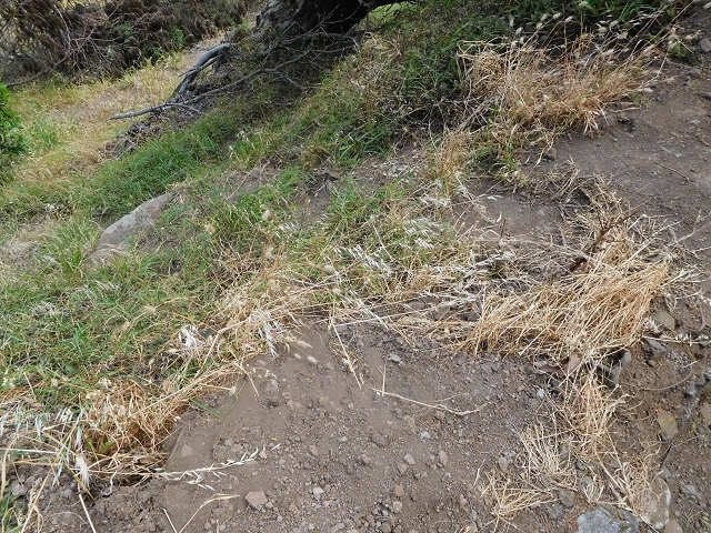 25.06.2016 Levada de Machico Teil 2 — Bis zum Ende des begehbaren Teils und zurück zum Umgehungsweg der Wandpassage — Foto 24
