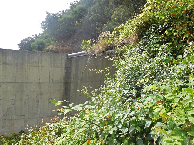 25.06.2016 Levada de Machico Teil 2 — Umgehungsweg und zurück zum Reservoir — Foto 11