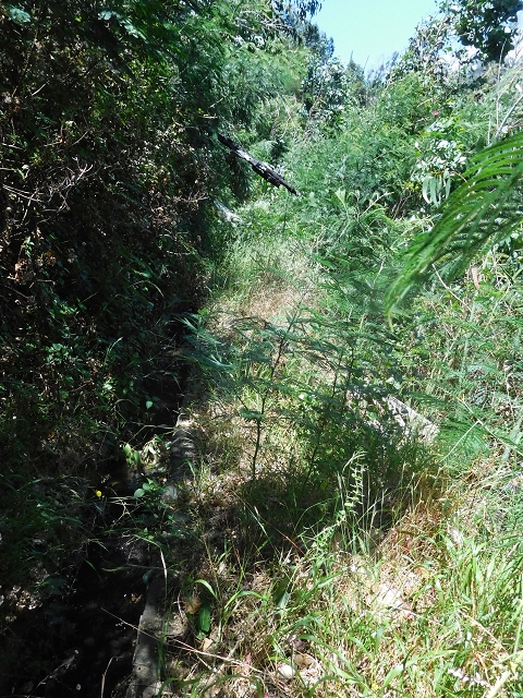 25 June 2016 Levada da Roda — From the watermill to the intermediate Madre — photo 13