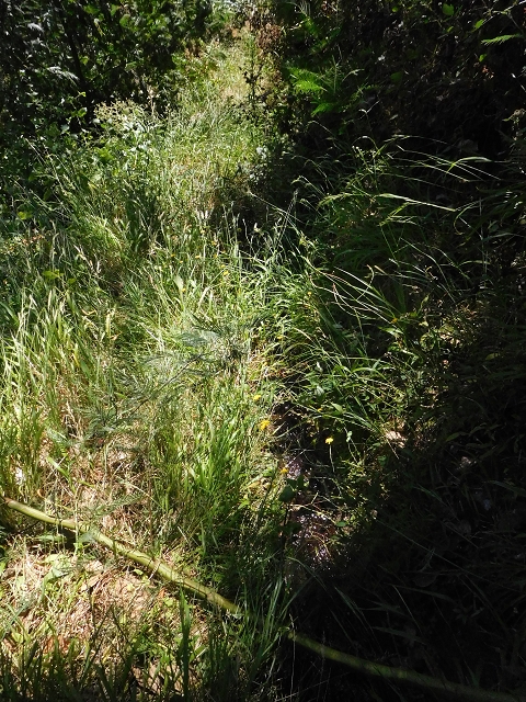 25 June 2016 Levada da Roda — From the intermediate Madre to the first watermill — photo 1