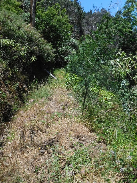 25 June 2016 Levada da Roda — From the intermediate Madre to the first watermill — photo 3