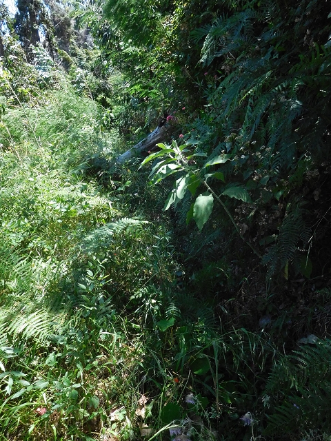 25 June 2016 Levada da Roda — From the intermediate Madre to the first watermill — photo 6