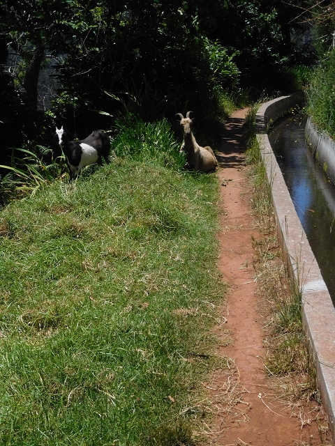 25 June 2016 Levada dos Tornos — Through 2 tunnels as far as the turning point — photo 1