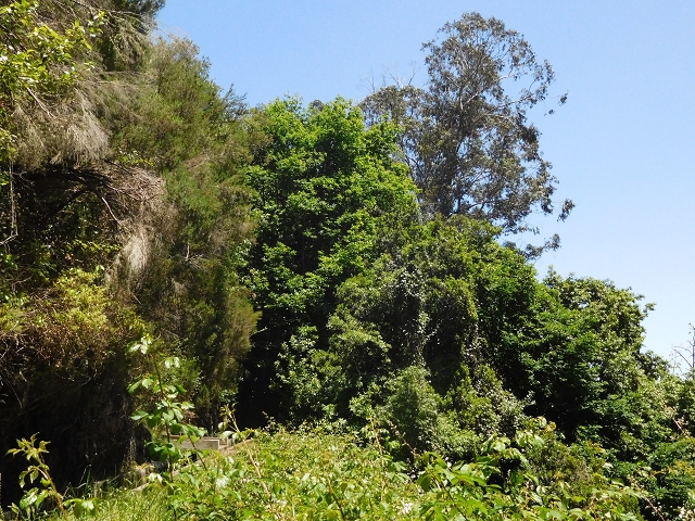 25 June 2016 Levada dos Tornos — Through 2 tunnels as far as the turning point — photo 19