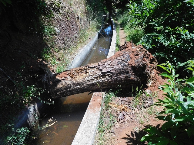 25 June 2016 Levada dos Tornos — Back to the first tunnel — photo 3