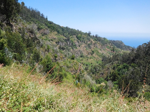 25 June 2016 Levada dos Tornos — Back to the first tunnel — photo 8