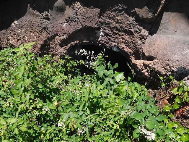 25 June 2016 Levada dos Tornos — Back to the first tunnel — photo 11